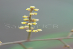 Aglaia elaeagnoidea